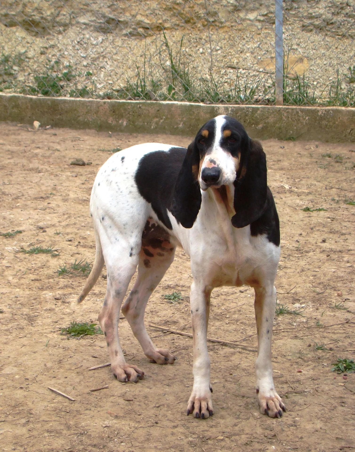ODE - x gascon saintongeois 5 ans - Refuge Canin Lotois à Le Montat (46) E3lox-DSC02288