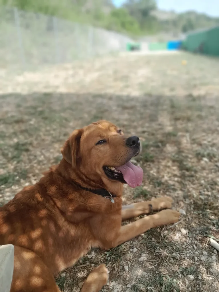 chien adopté au refuge canin lotois