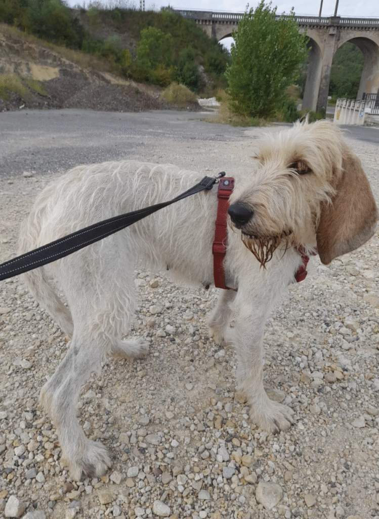 chien adopté dans le lot