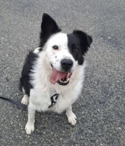 Chipie - Chien à adopter à Cahors 6