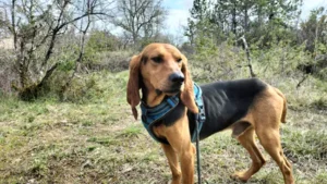 Dumbo - Chien à adopter à Cahors
