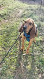 Dumbo - Chien à adopter à Cahors