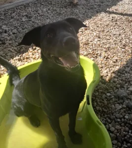 Funky - Chien à adopter à Cahors