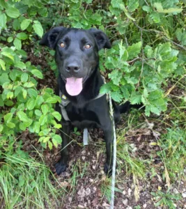 Funky - Chien à adopter à Cahors