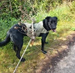 Funky - Chien à adopter à Cahors