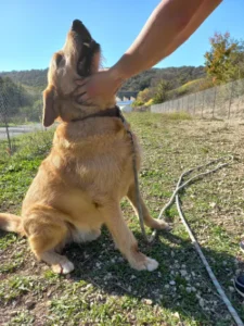 Martin - Chien à adopter à Cahors
