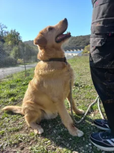 Martin - Chien à adopter à Cahors