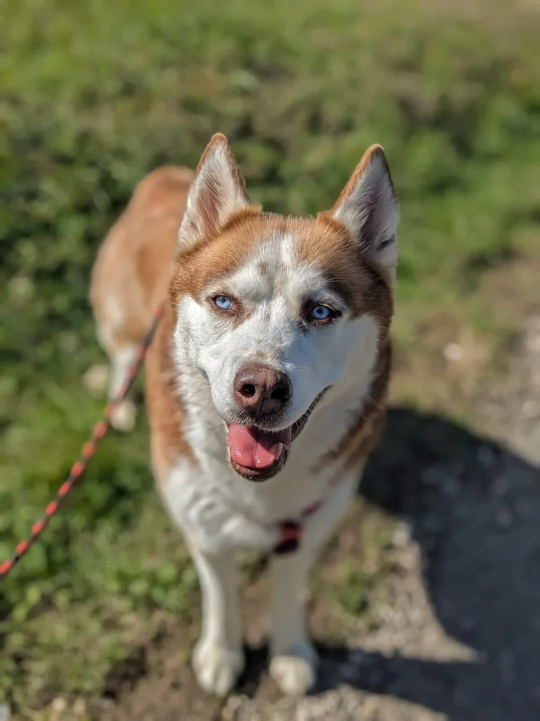 chien adopté au refuge canin lotois