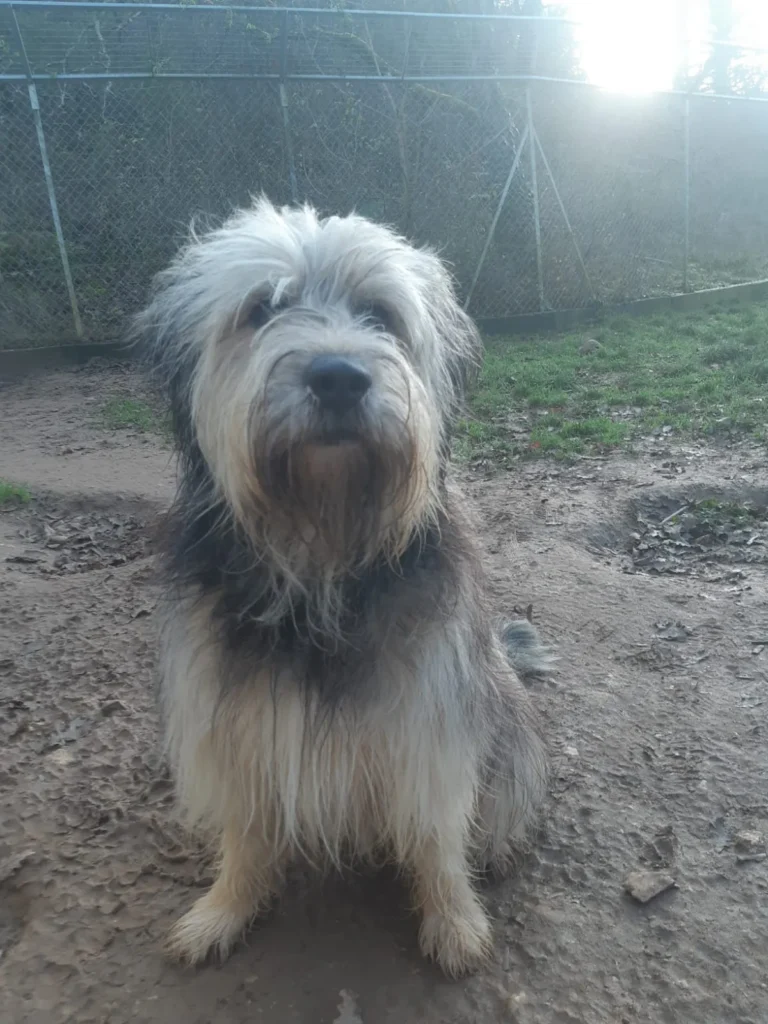 chien adopté au refuge canin lotois