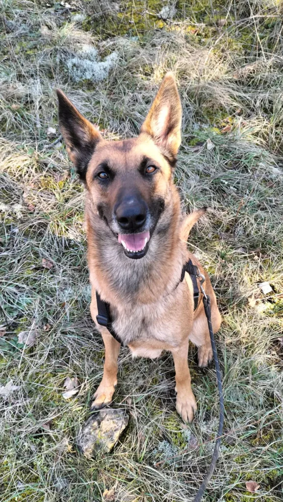 chien adopté au refuge canin lotois