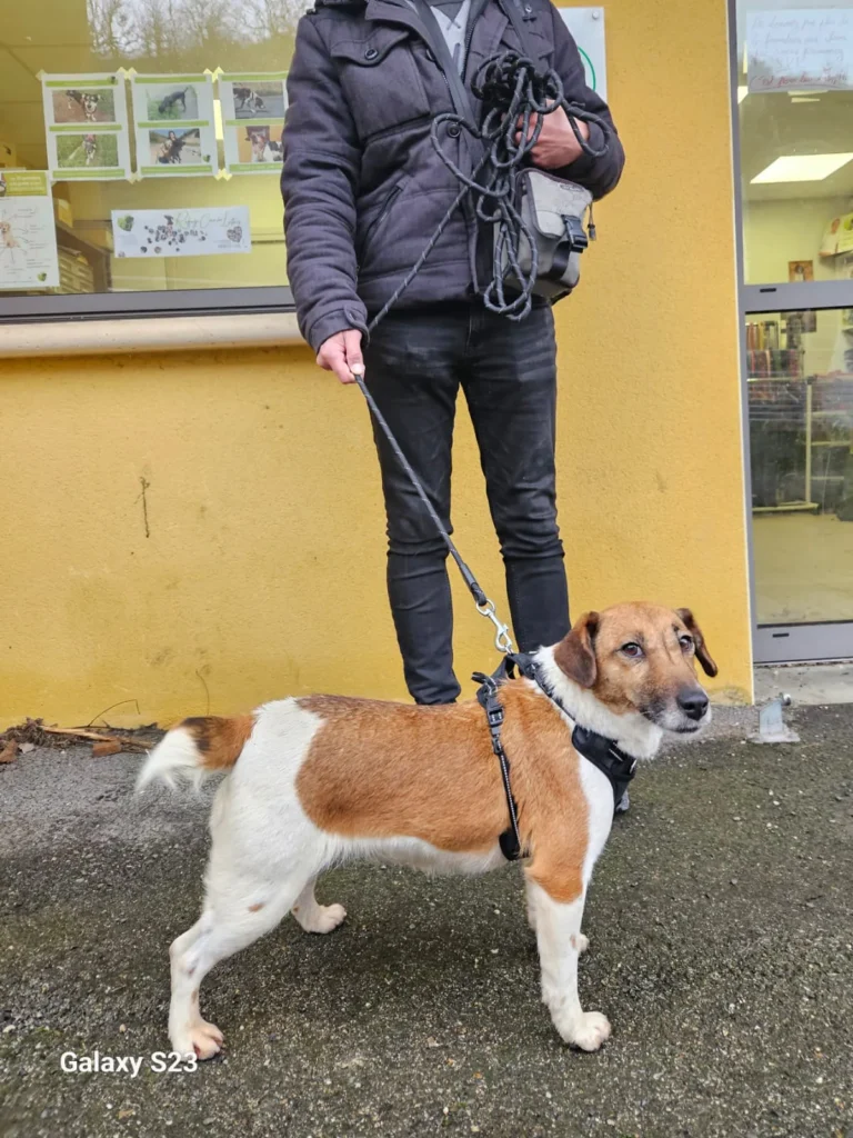 chien adopté au refuge canin lotois