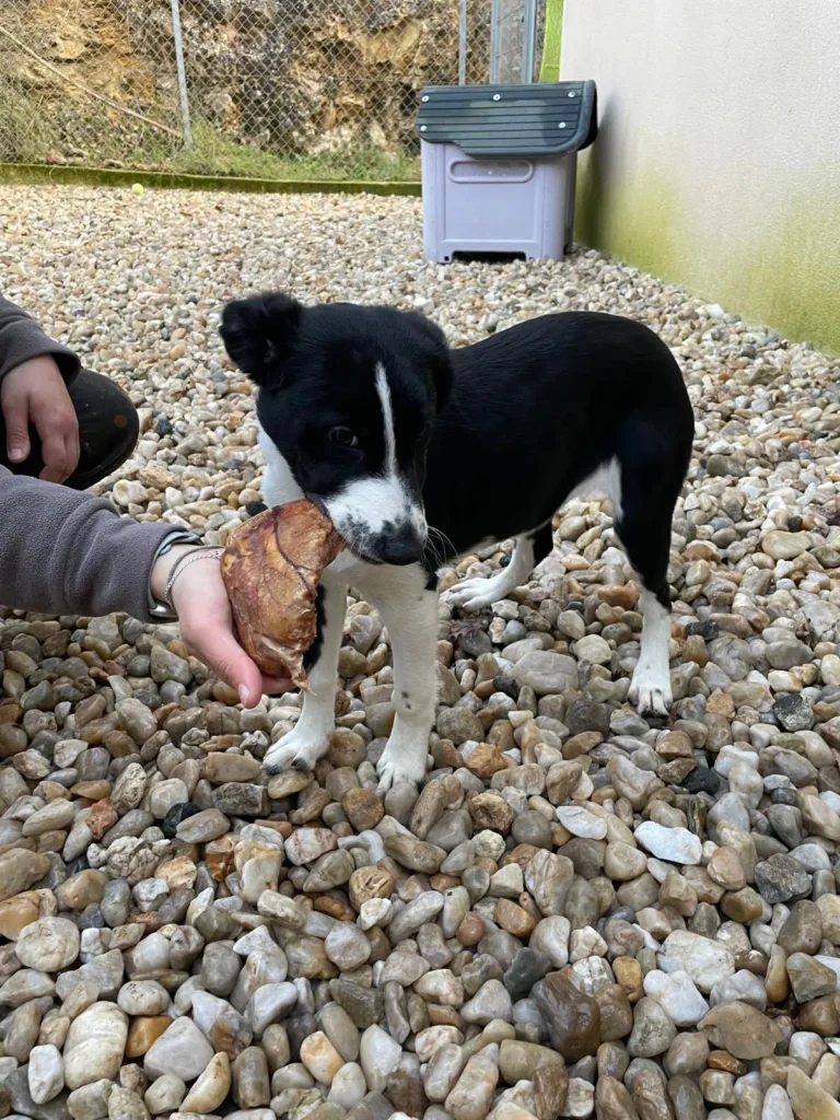 chien adopté au refuge canin lotois