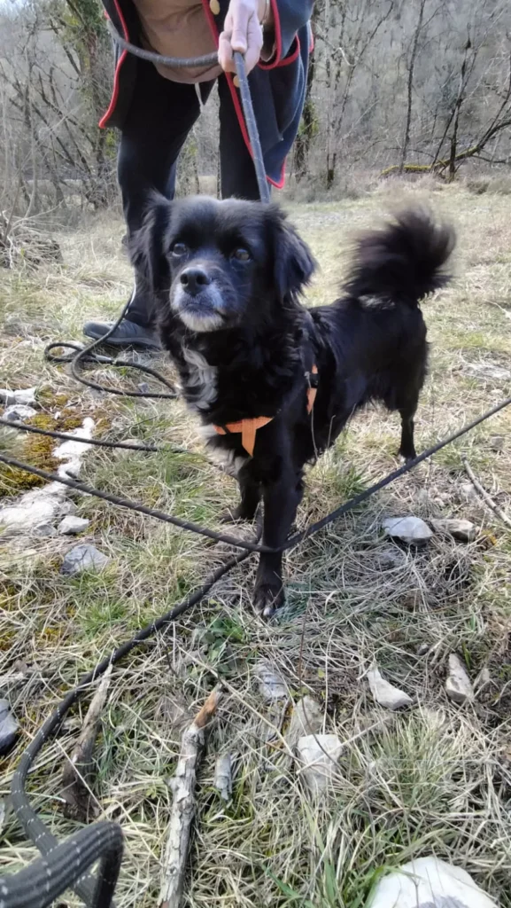chien adopté au refuge canin lotois