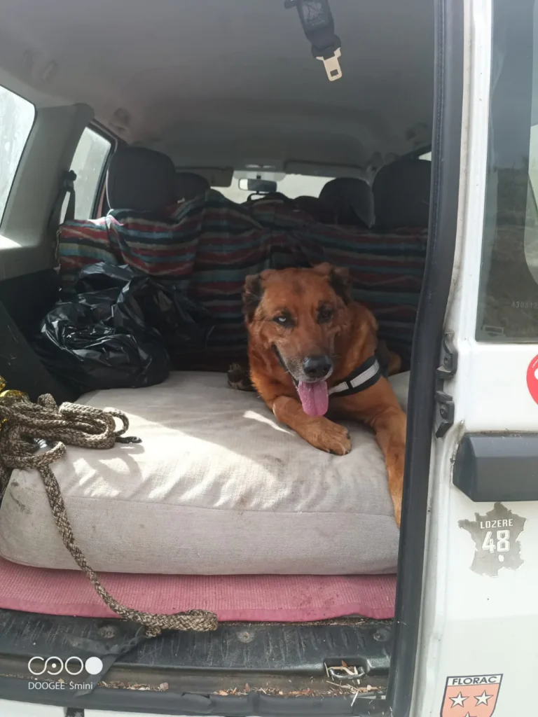 chien adopté au refuge canin lotois