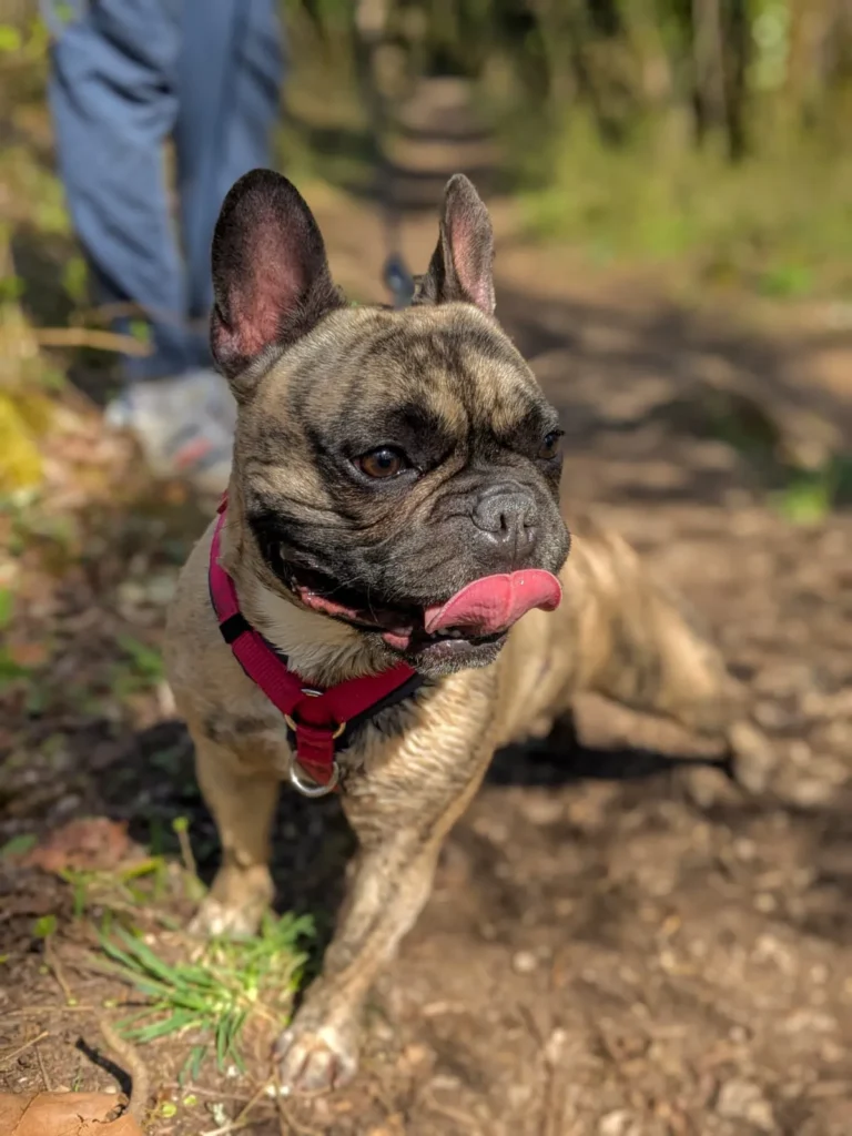 chien adopté au refuge canin lotois