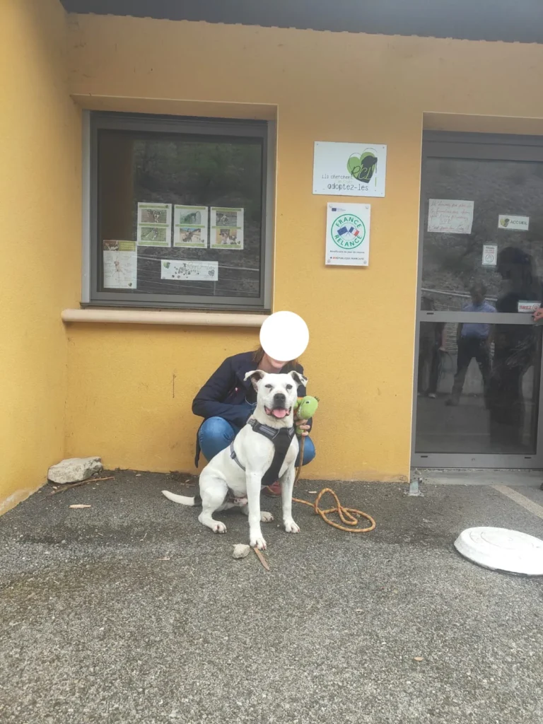 chien adopté au refuge canin lotois
