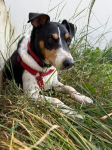 whatsapp image 2025 06 22 at 17.47.11