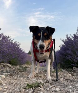 whatsapp image 2025 06 22 at 22.16.15 (1)