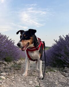 whatsapp image 2025 06 22 at 22.16.15