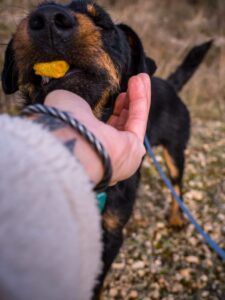 whatsapp image 2025 11 30 at 19.22.03