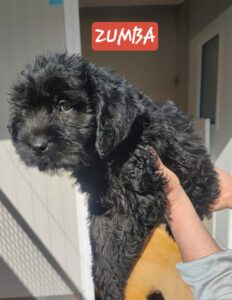 zumba