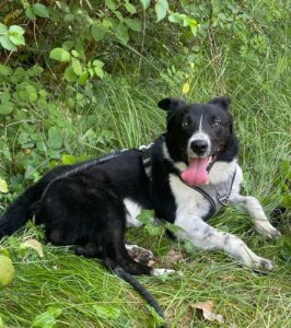 wallis 1